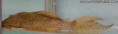 Hypostomus sp. (L192)