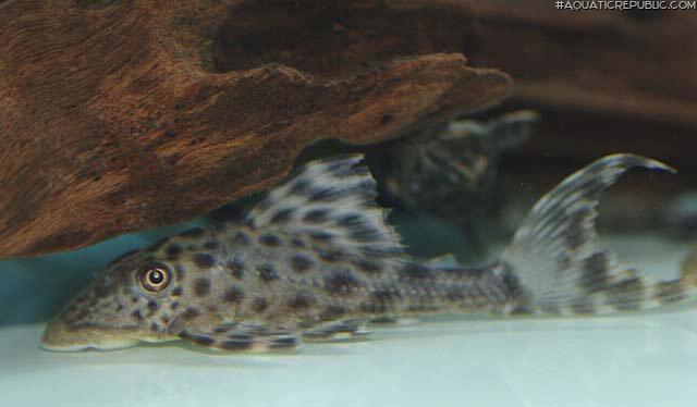 Hypostomus sp. (L227)