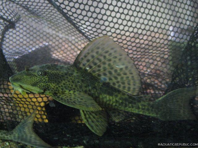 Hypostomus sp. (L231)