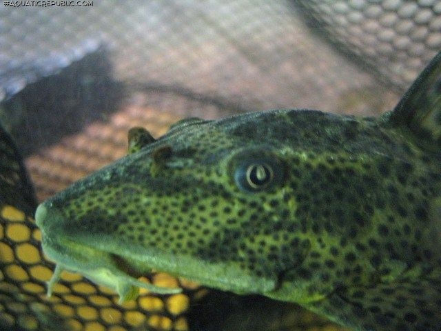 Hypostomus sp. (L231)