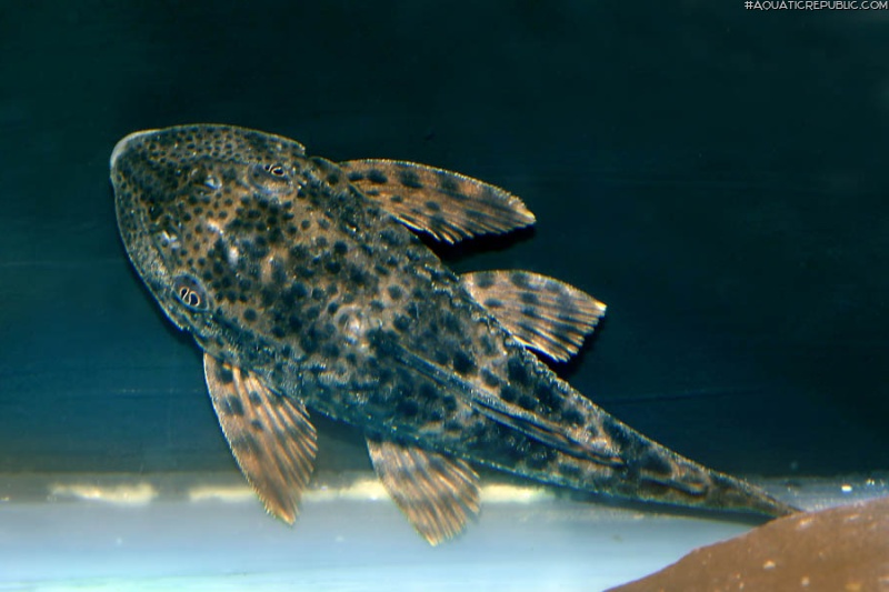 Hypostomus sp. (L231)