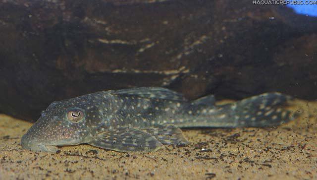 Hypostomus sp. (L246)