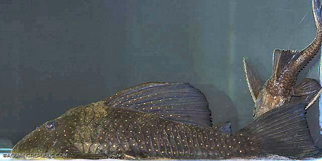 Hypostomus sp. (L286)