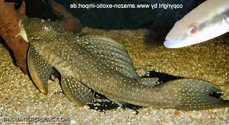 Hypostomus sp. (L286)