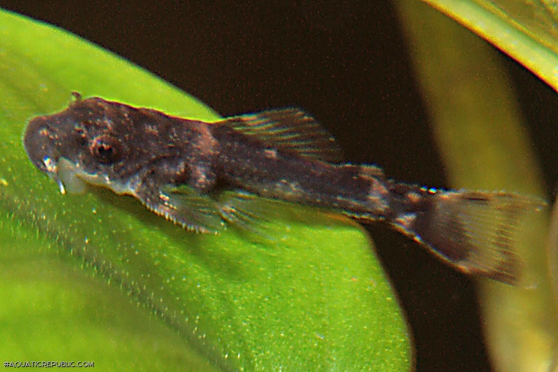 Hypostomus sp. (L346)