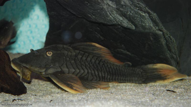 Hypostomus sp. (L360)