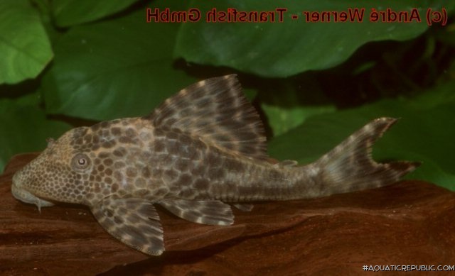 Hypostomus sp. (L381)