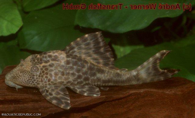 Hypostomus sp. (L381)