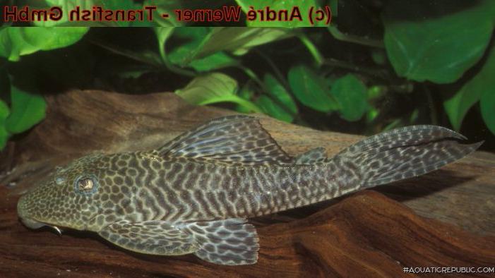 Hypostomus sp. (L388)