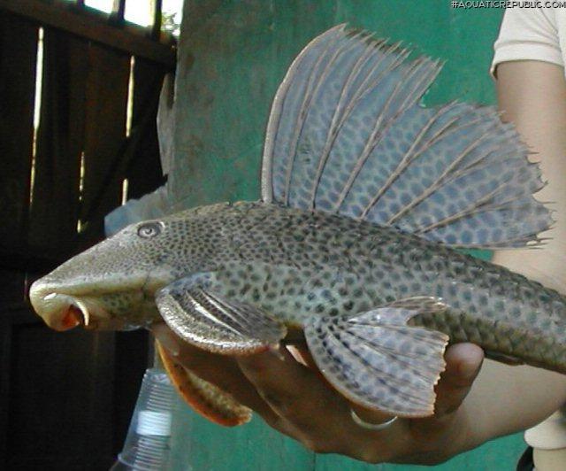 Hypostomus sp. `RIO PAYAMINO`