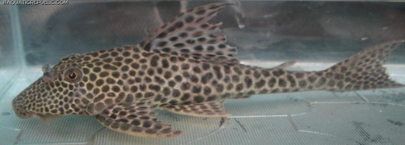 Hypostomus sp. `TINGO MARIA`