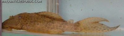 Hypostomus sp. (L192)