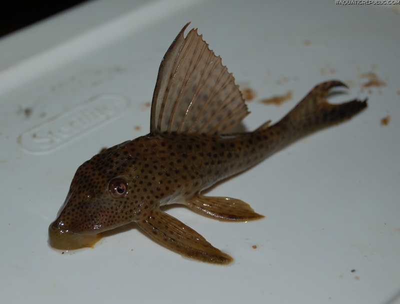 Hypostomus surinamensis