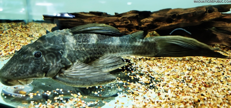 Hypostomus ternetzi