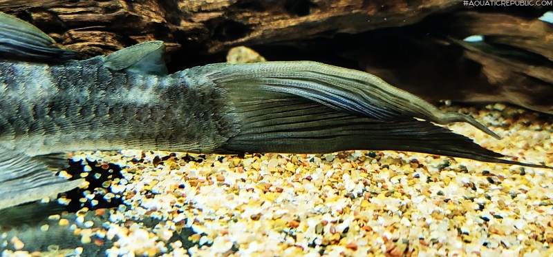 Hypostomus ternetzi