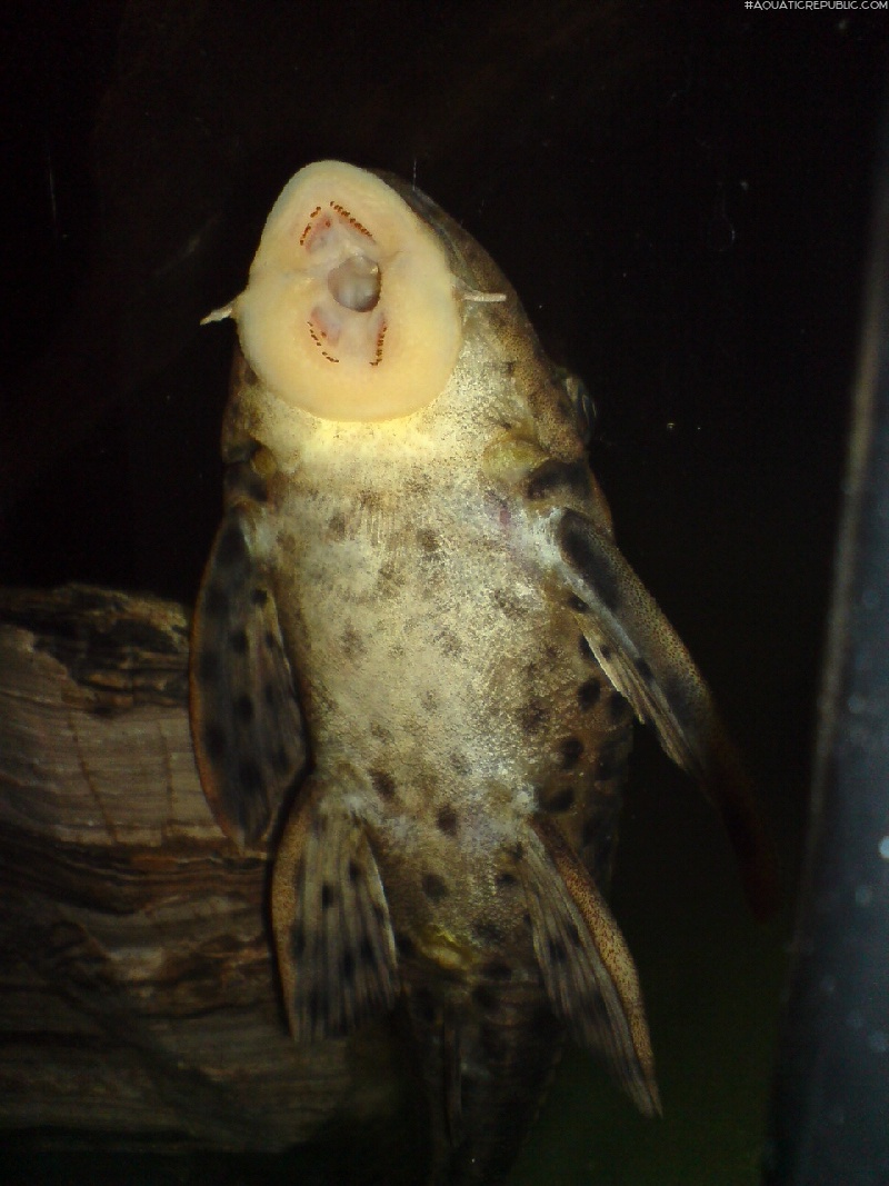 Hypostomus weberi