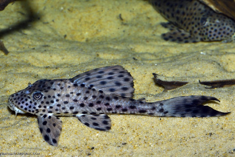 Hypostomus weberi