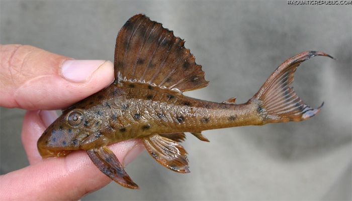 Hypostomus weberi