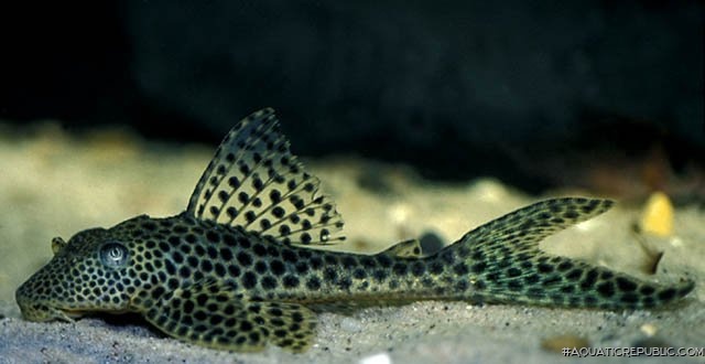 Isorineloricaria acuarius