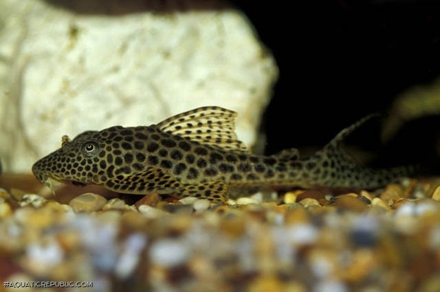 Isorineloricaria acuarius