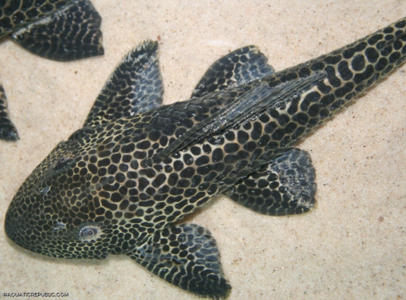 Isorineloricaria acuarius