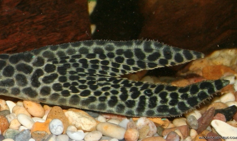 Isorineloricaria acuarius