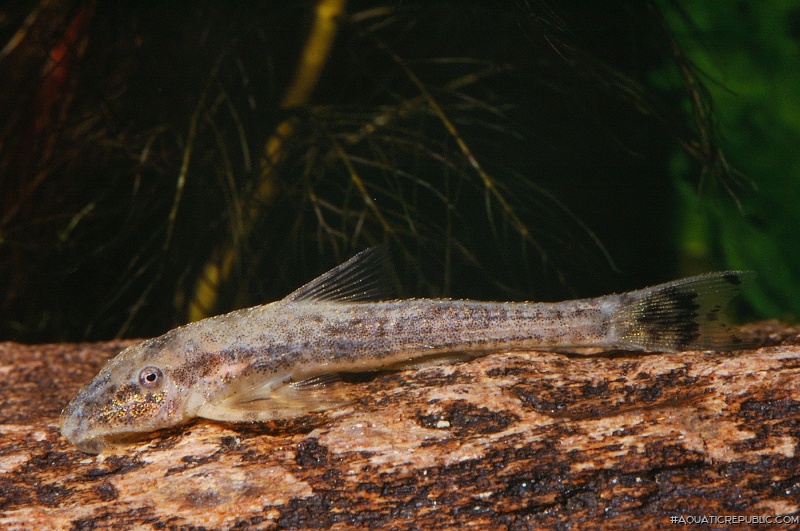 Kronichthys subteres