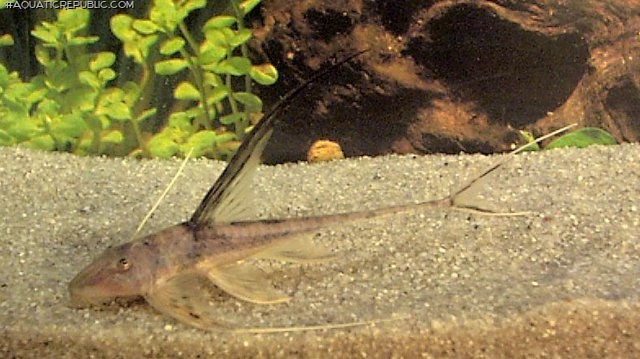 Lamontichthys filamentosus