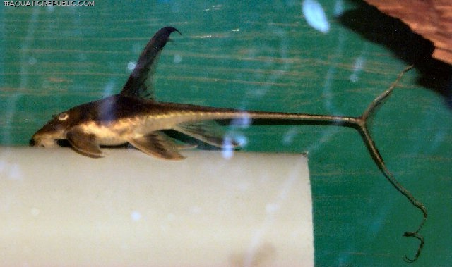 Lamontichthys llanero