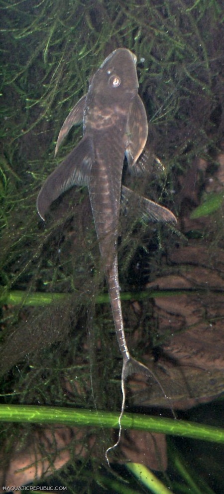 Lamontichthys llanero