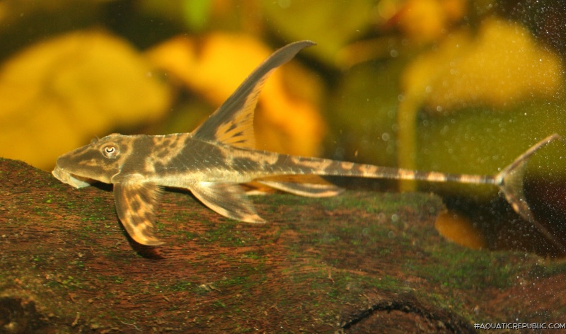 Lamontichthys stibaros