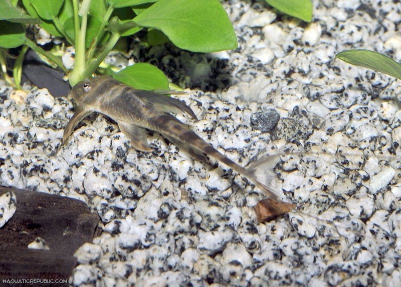 Lamontichthys stibaros