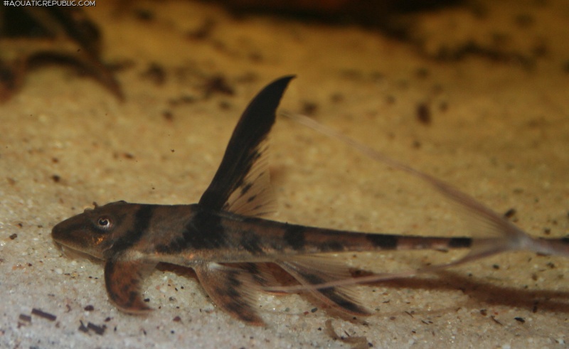 Lamontichthys stibaros