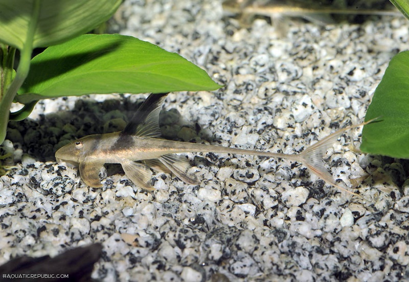 Lamontichthys stibaros