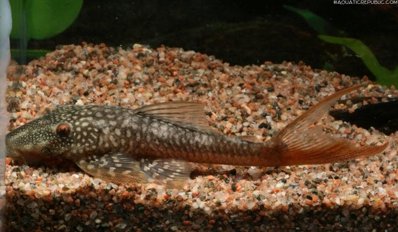 Lasiancistrus heteracanthus