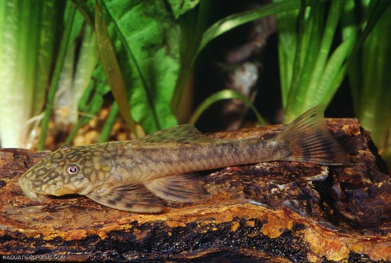 Lasiancistrus planiceps