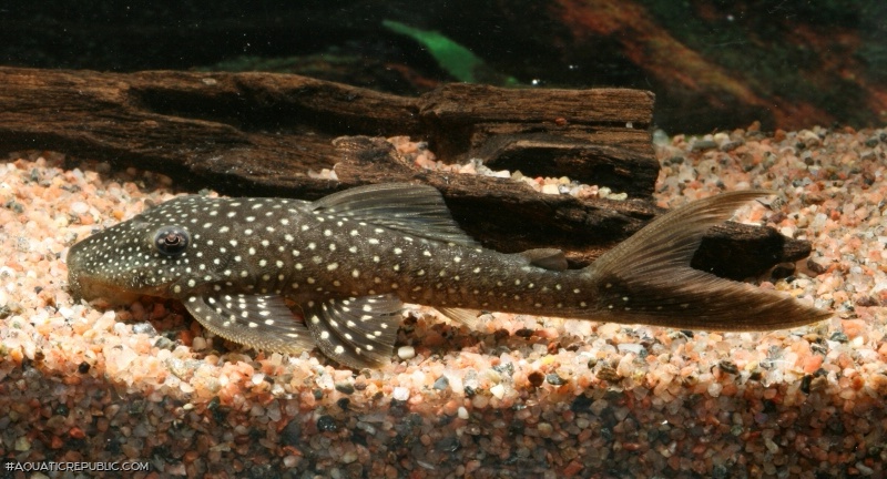 Lasiancistrus sp. (L033)