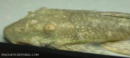 Lasiancistrus tentaculatus