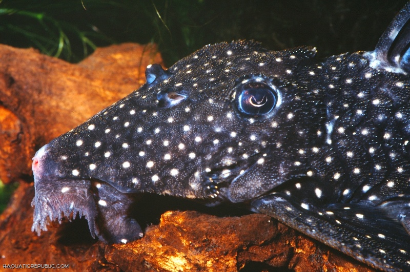 Leporacanthicus galaxias