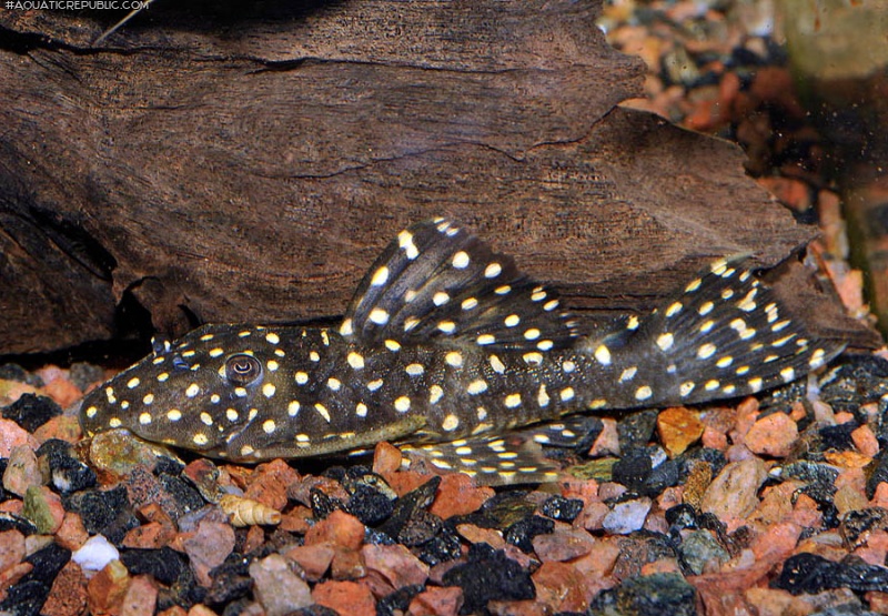 Leporacanthicus galaxias