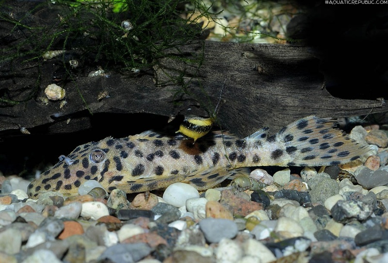 Leporacanthicus heterodon