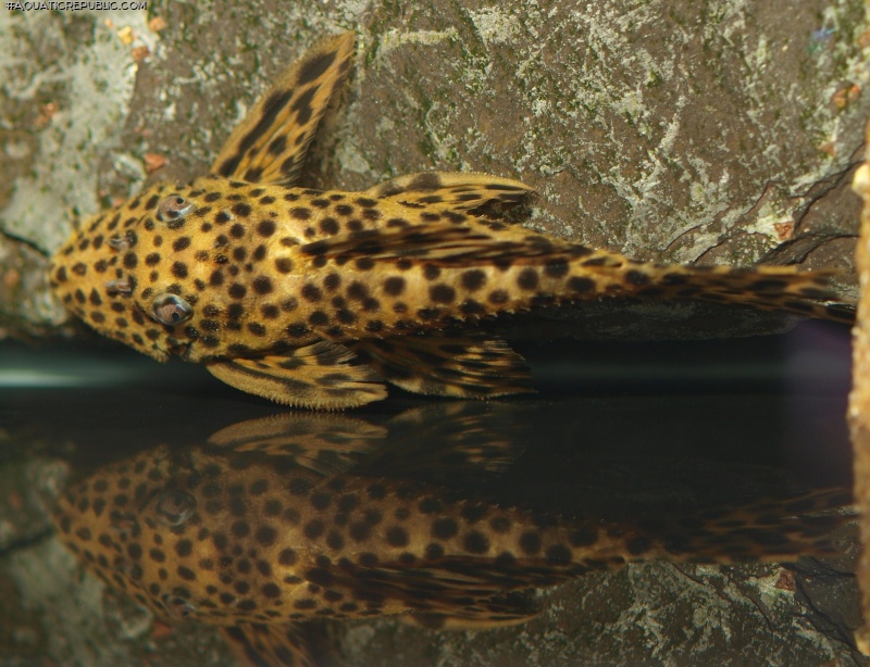 Leporacanthicus heterodon