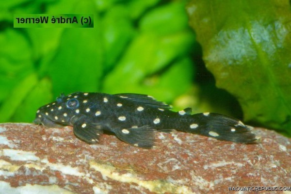 Leporacanthicus sp. (L326)