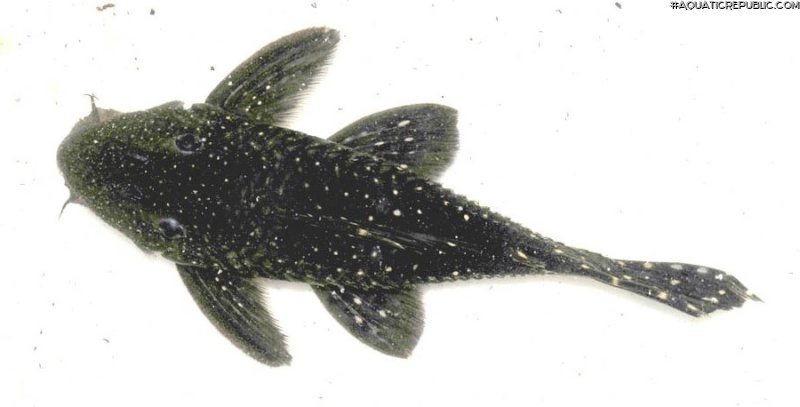 Leporacanthicus sp. (L473)