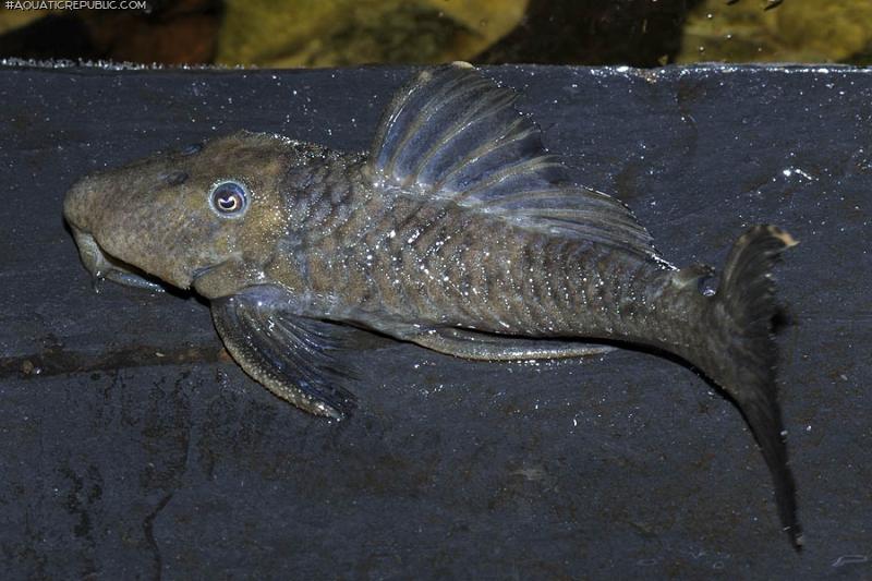 Leporacanthicus sp. (L473)