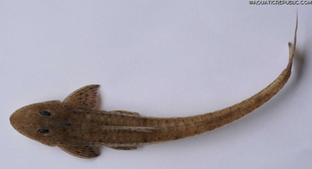 Limatulichthys griseus