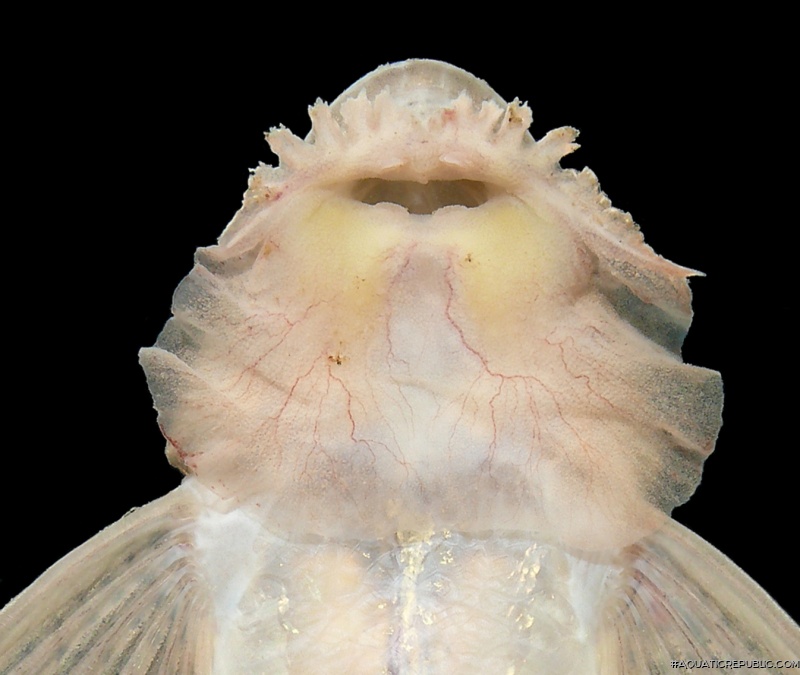 Limatulichthys griseus