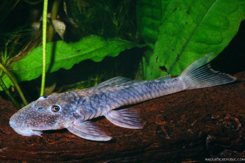 Lithoxancistrus orinoco