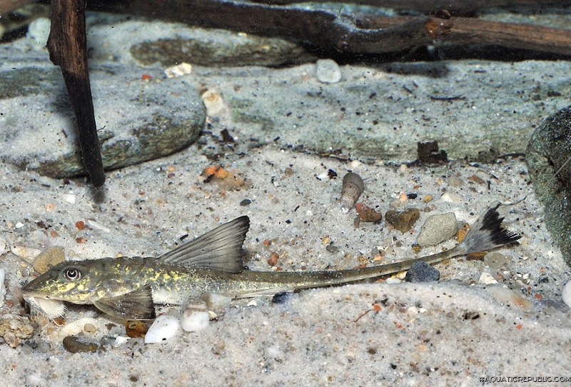 Loricaria birindellii