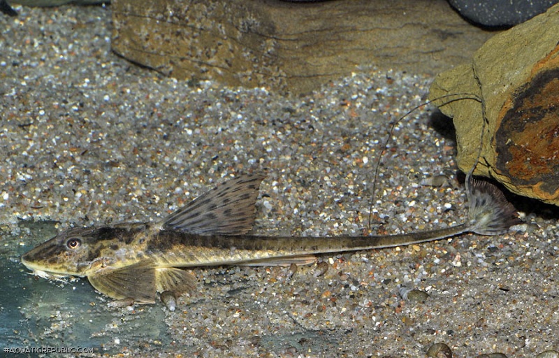 Loricaria nimairaco